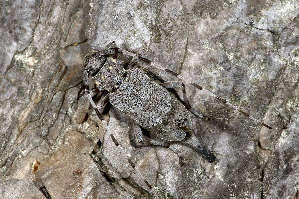 Acanthocinus aedilis Zimmermannsbock